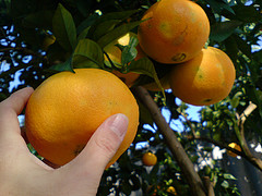 orange_pick